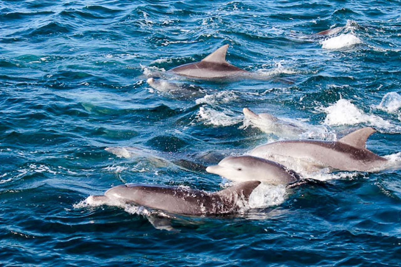 Dolphin Watching Experience in Amakusa - image 4