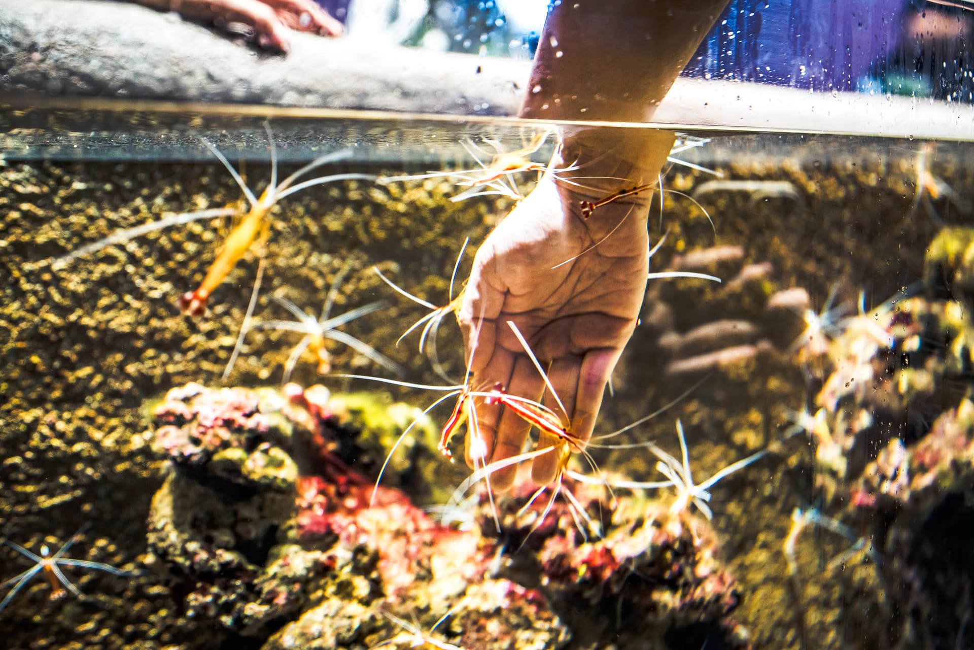 Singapore Oceanarium Ticket - image 12